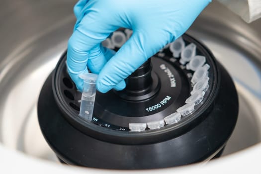 Scientist puts microcentrifuge tubes into centrifuge for phase separation. Metabolomic and lipidomic analysis in the analytical chemistry laboratory.