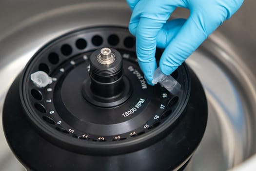 Scientist puts microcentrifuge tubes into centrifuge for phase separation. Blood or serum analysis in clinical laboratory