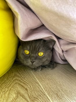 A gray cat hides under a blanket on the floor. A gray British cat hides in a shelter on the floor under a purple blanket.