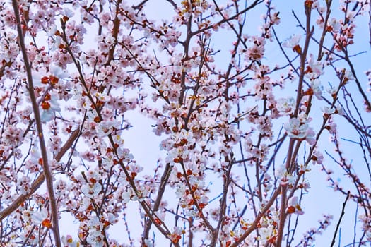 the season after winter and before summer, in which vegetation begins to appear. Lovely delicate flowers of spring fruit trees.