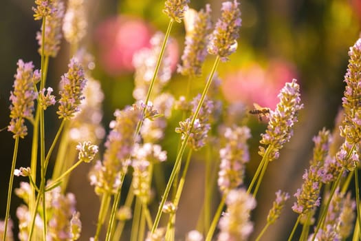 Honey bee collecting pollen on flowers in the sunny day on the blurred background, close up.