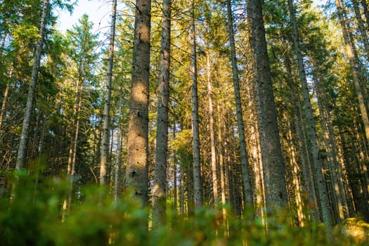 Beautiful forest with sun light through the trees