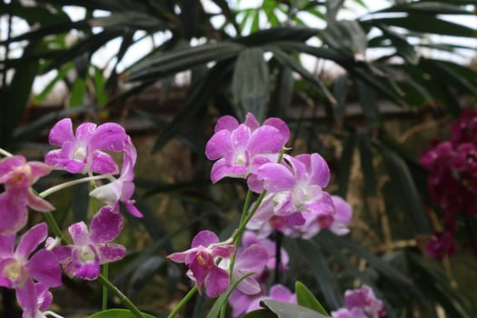 Orchid from the botanical garden of Loro Parque in Tenerife, Canary Islands