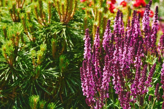 a widely distributed plant of the mint family, especially in gardening a bedding plant cultivated for its spikes of bright flowers.