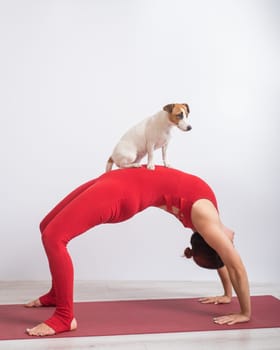 Woman in bridge pose with dog. Girl doing yoga with her pet