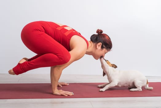 Caucasian woman practices yoga in a red bodysuit with her dog Jack Russell Terrier on a white background. The girl stands in the bokasana pose.