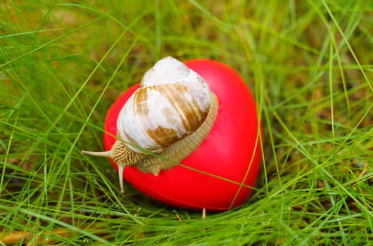 The snail crawls over the heart. The heart lies in the grass. Concept of ecology and positive