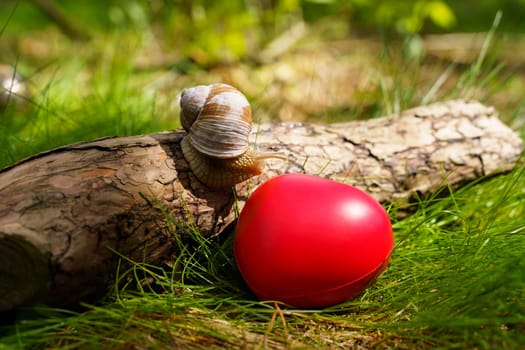 The snail crawls up the tree near the heart, which lies in the grass. Concept of ecology and positive