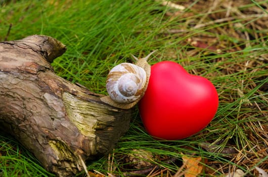 The snail crawls from the tree to the heart, which lies in the grass. Concept of ecology and positive