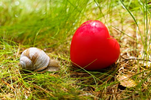 The snail crawls near the heart, which lies in the grass. Concept of ecology and positive