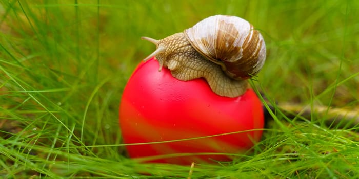 The snail crawls over the heart. The heart lies in the grass. Concept of ecology and positive