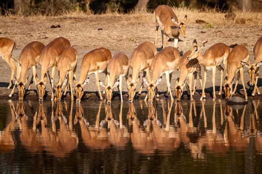 Impala (Aepyceros melampus) South Africa, Mpumalanga, Timbavati Nature Reserve