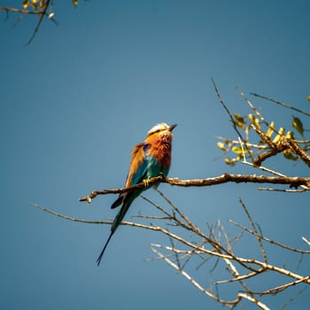 Lilacbreasted Roller (Coracias caudata) South Africa, Mpumalanga, Timbavati Nature Reserve