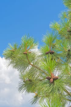 Pine cones on the branch on blue sky background.