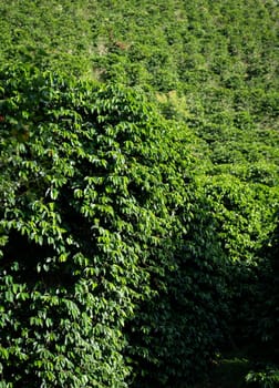 This close-up shot captures the vibrant green leaves of a coffee plant in the foreground, with a blurred background of a sloping hillside. The location is at a special altitude for premium coffee cultivation.