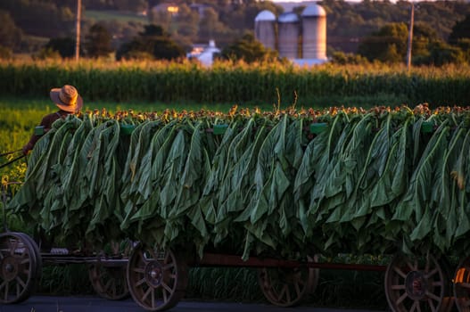 A View of an Amish Man Putting Harvested Tobacco on a Wagon to Bring To Barn for Drying on a Sunny Summer Day.