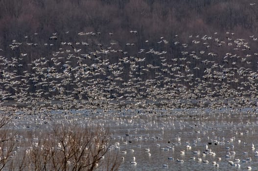 Hundreds of Snow Geese, Stopped at a Lake While Migrating North, on a Winter's Day