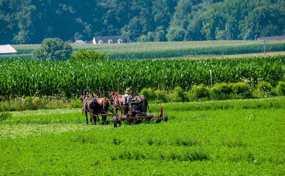 View of an Amish Farmer Using Four Horses to Cut Alfalfa for Harvesting on a Sunny Summer Day