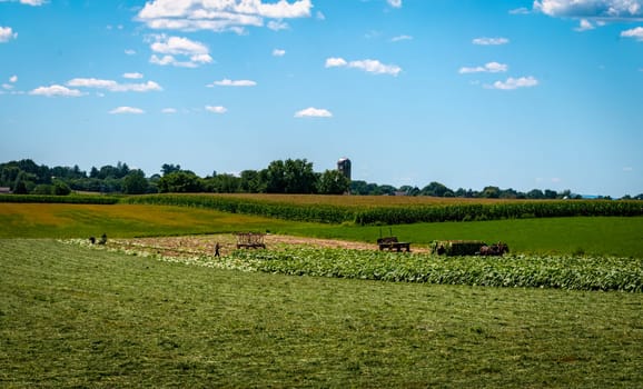 A View of an Amish Man Putting Harvested Tobacco on a Wagon to Bring To Barn for Drying on a Sunny Summer Day.