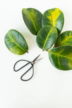 Fallen large yellow leaves from a ficus pot, indoor plant, pot disease. Black scissors for plant care, trimming leaves. Place for text