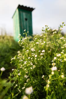 Toilet in a field of daisies. Vintage toilet. An outdoor rustic green toilet with a heart cut out on the door