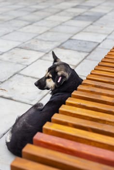 A stray dog lies on the sidewalk near the bench and sleeps on a summer day in the park