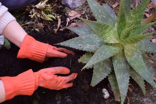 A young girl planting aloe vera in her backyard.