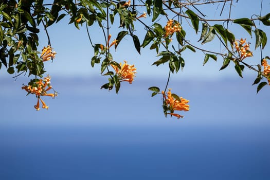 An image of a vibrant array of colorful pyrostegia flowers against a backdrop of a tranquil ocean. Madeira, Portugal