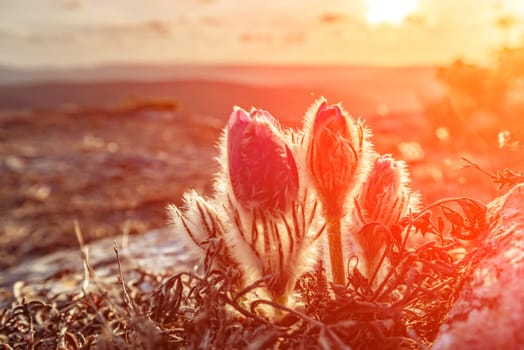 Dream-the beautiful grass Pulsatilla patens blooms in the spring in the mountains. The golden hue of the setting sun. Atmospheric spring background. Delicate, fragile flowers in selective focus at sunset