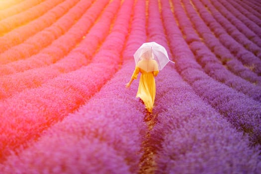 A middle-aged woman in a lavender field walks under an umbrella on a rainy day and enjoys aromatherapy. Aromatherapy concept, lavender oil, photo session in lavender.