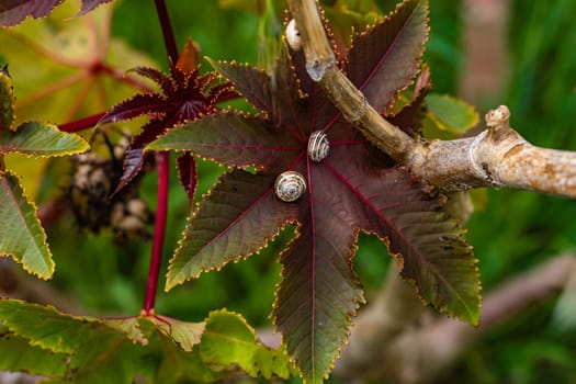 A closeup of snails on a leaf, surrounded by lush green foliage