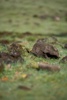 A scenic view of natural rocks covered in lush green moss, in a field of lush green grass and dirt