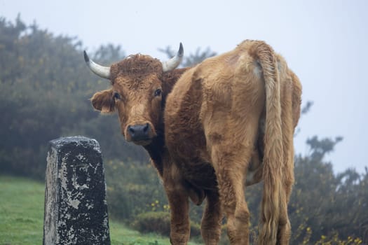 A bull in a lush, green meadow, with tall grasses swaying in the breeze