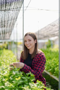 woman Farmer harvesting vegetable from hydroponics farm. Organic fresh vegetable, Farmer working with hydroponic vegetables garden