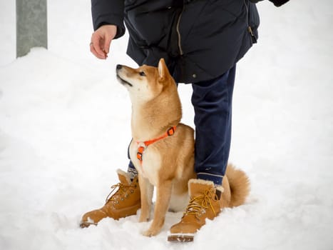 Japanese red coat dog is in winter forest. Portrait of beautiful Shiba inu male standing in the forest on the snow and trees background. High quality photo. Walk in winter