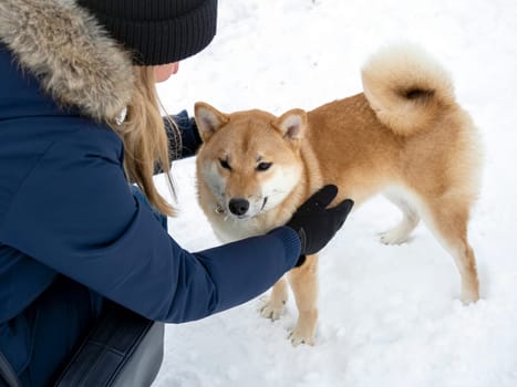 Japanese red coat dog is in winter forest. Portrait of beautiful Shiba inu male standing in the forest on the snow and trees background. High quality photo. Walk in winter