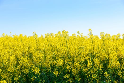 Yellow rape blossoms bloom on the plantations. Annual oil plant. Production of oil and biofuel. Agricultural market.