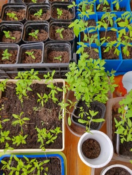 A lot of plastic containers with cells for growing vegetable seedlings for subsequent planting in the open ground or greenhouse.