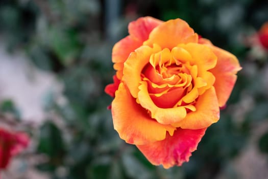 Beautiful Rose and Rosebuds in Rose Garden, Close Up, Selective Focus