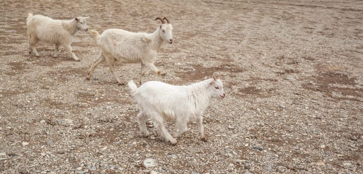 Goats are resting in the rocks on the mountainside. White goats walk and graze on a steep mountainside in Dagestan, Russia.