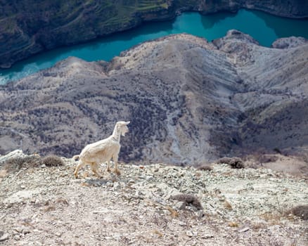 Goats are resting in the rocks on the mountainside. White goats walk and graze on a steep mountainside in Dagestan, Russia.