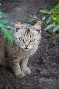 Young cat is sitting in the garden among the plants on a summer day.