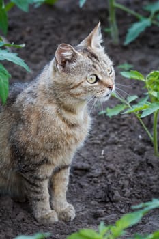 Young cat is sitting in the garden among the plants on a summer day.