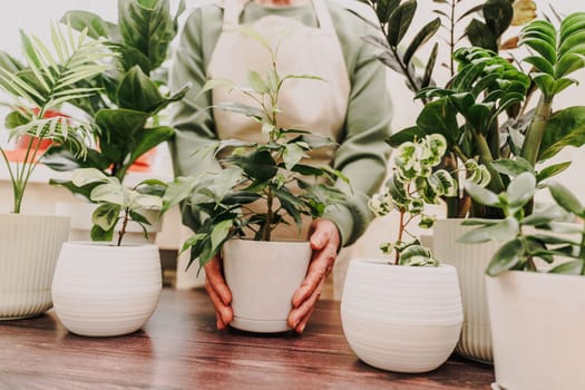 Home gardening, hobby, freelancing, cozy workplace. Grandmother gardener housewife in an apron holds a pot of ficus benjamin in her hands.