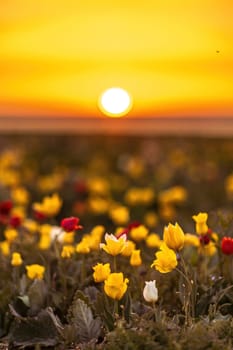 Wild tulip flowers at sunset, natural seasonal background. Multi-colored tulips Tulipa schrenkii in their natural habitat, listed in the Red Book