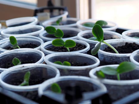 Plant background of newly sprouted young cucumber sprouts planted in plastic containers. Concept of growing organic vegetable seedlings and using plastic recycled products