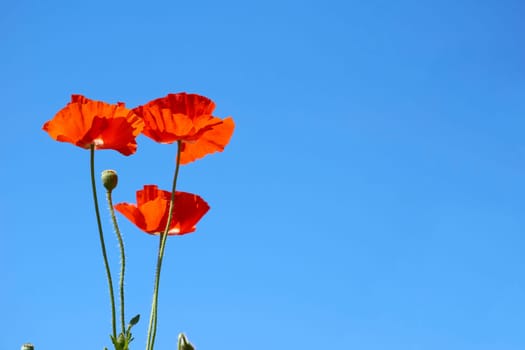 a herbaceous plant with showy flowers, milky sap, and rounded seed capsules. Many poppies contain alkaloids and are a source of drugs such as morphine and codeine.