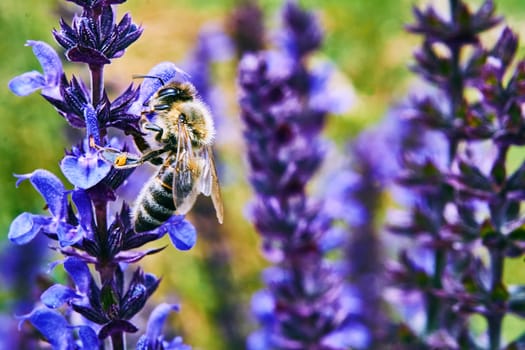 an insect of a large group to which the honeybee belongs, including many solitary as well as social kinds.