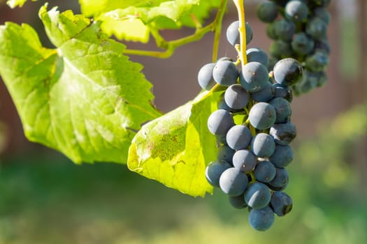 Bunches of black ripe grapes ripen on a branch before wine production in vineyard.