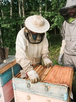 Beekeeper removing honeycomb from beehive. Person in beekeeper suit taking honey from hive. Farmer wearing bee suit working with honeycomb in apiary. Beekeeping in countryside. Organic farming